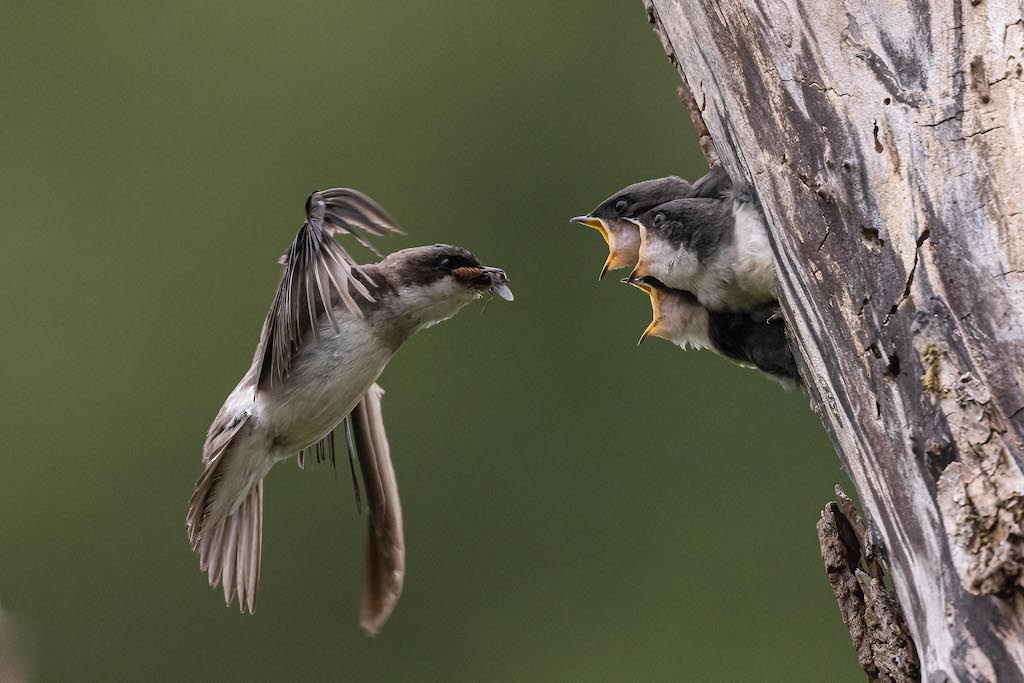 Tree Swallow Feeding Chicks Birdnote